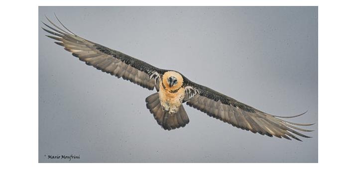 bartgeier-mario-monfrini-martelltal-tilli-vogelschutz-vogel-tiere
