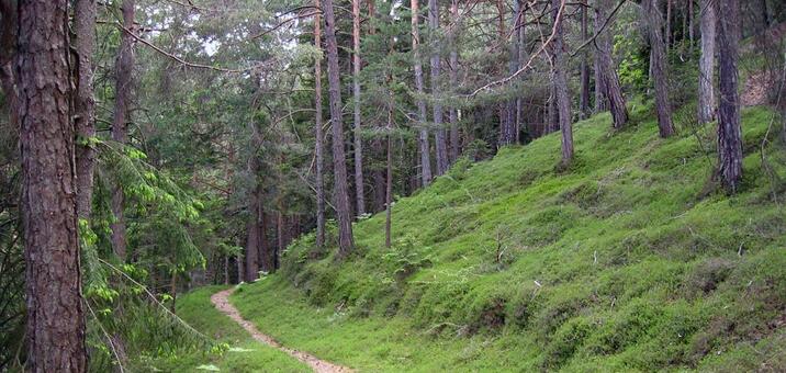 wald-c-lpa-landesforstdienste