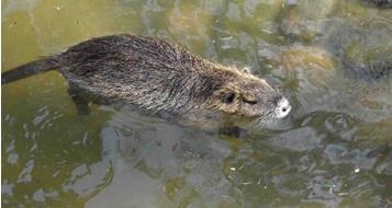 nutria