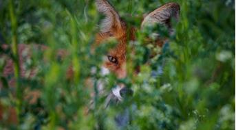 fuchsbandwurm-pixabay