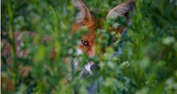 fuchsbandwurm-pixabay