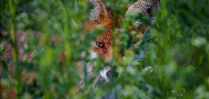 fuchsbandwurm-pixabay