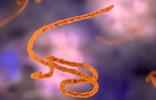 ebola