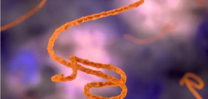 ebola