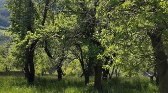 eurac-streuobstwiese-thuins