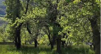 eurac-streuobstwiese-thuins