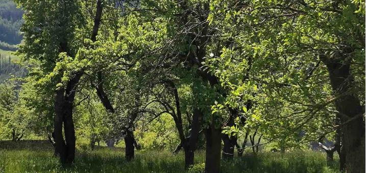 eurac-streuobstwiese-thuins