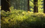 wald-pixabay