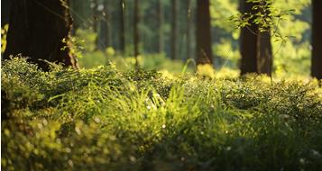 wald-pixabay