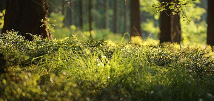 wald-pixabay