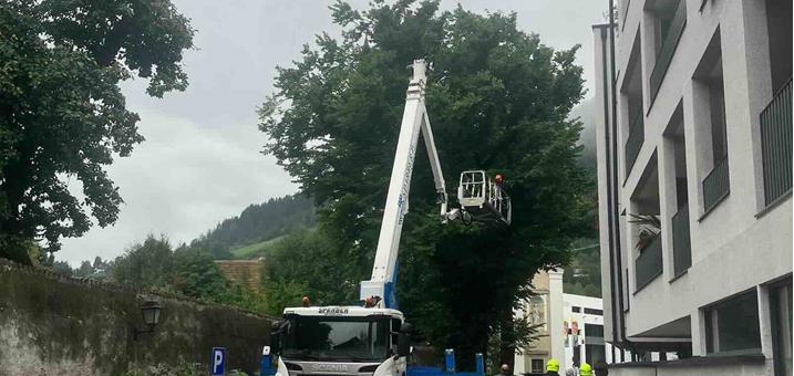 ulme-sterzing